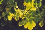 Bladeren van Kastanjeboom